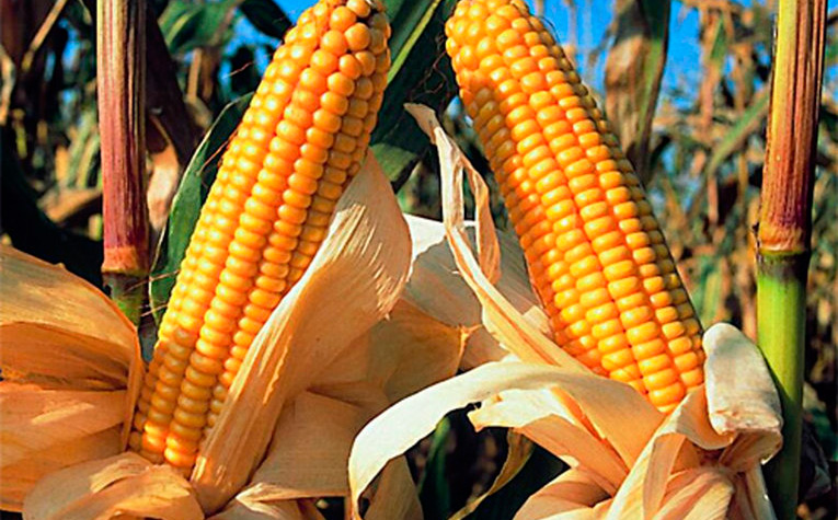 cultivos-transgenicos